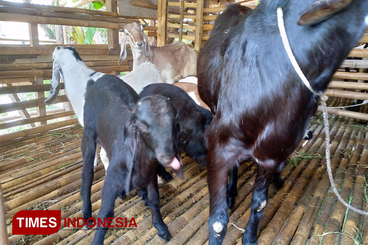 Puluhan-kambing-3.jpg
