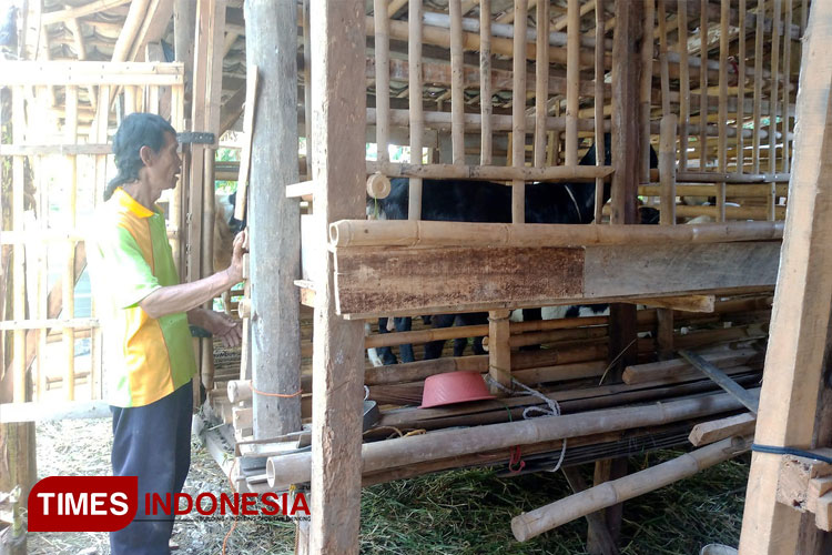 Puluhan kambing milik wajib seorang peternak di Kecamatan Taman (FOTO: Ragil/TIMES Indonesia)