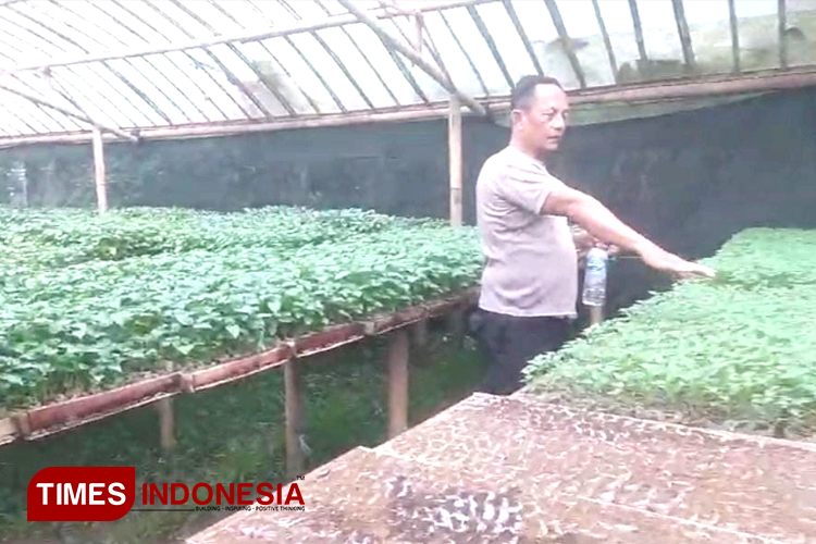 Iptu Totong Cardan, saat menunjukkan bibit cabai yang sudah siap untuk dijual. (FOTO: Hermanto/ TIMES Indonesia)