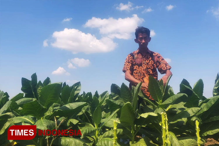 Tanaman tembakau jinten di lahan Desa Pucung Kecamatan Balongpanggang Kabupaten Gresik. (FOTO: Akmal/TIMES Indonesia).