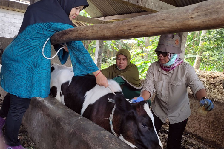 DP3 Kabupaten Sleman melalui UPTD Balai Penyuluhan Pertanian, Pangan, dan Perikanan serta Pusat Kesehatan Hewan memberikan sosialisasi menghadapi penurunan suhu. (Foto : Dok.DP3 Sleman)