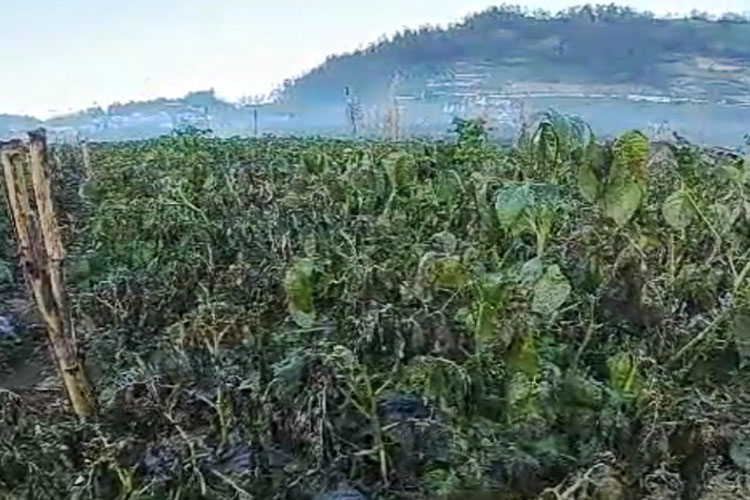 Lahan-kentang-milik-petani-mengering-2.jpg