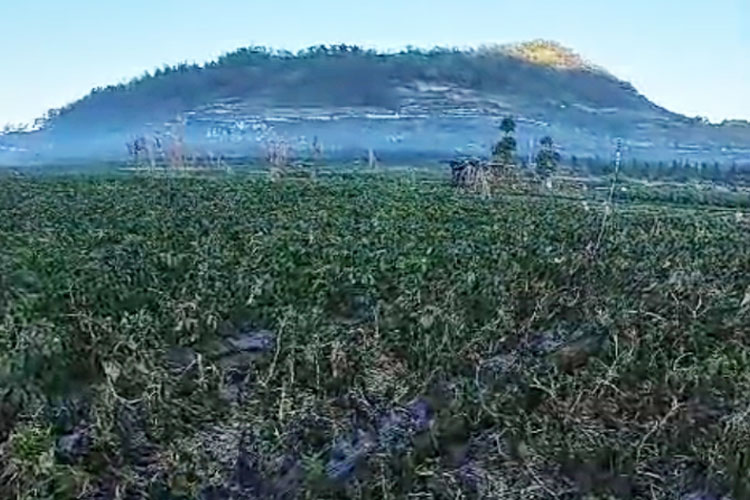 Lahan kentang milik petani mengering dan mati. (FOTO: Screenshot video amatir)