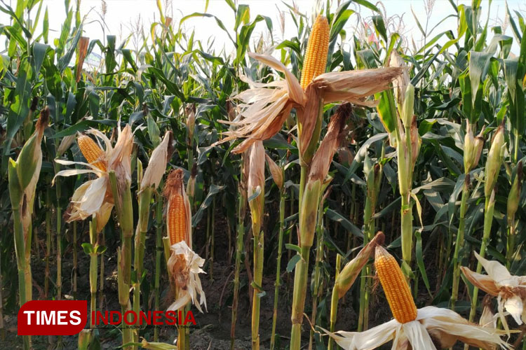 memanen-jagung-2.jpg
