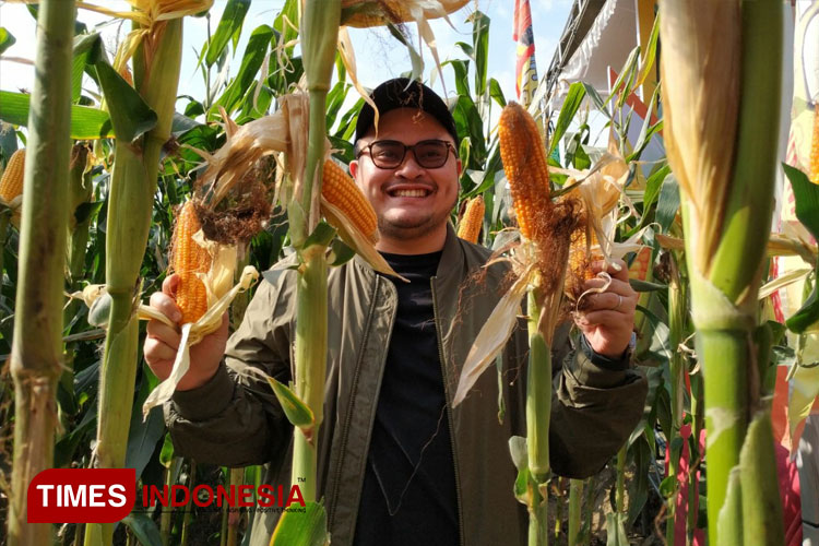 Bupati Kediri Hanindhito Himawan Pramana saat memanen jagung (FOTO: Yobby/TIMES Indonesia) 