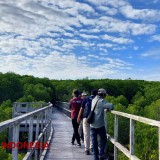 Jatipapak Mangrove Forest: A Natural Delight in Alas Purwo National Park