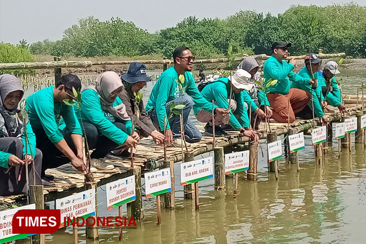 Penanaman mangrove di pesisir Kabupaten Gresik tepatnya di Kalimireng Manyar (FOTO: Akmal/TIMES Indonesia).