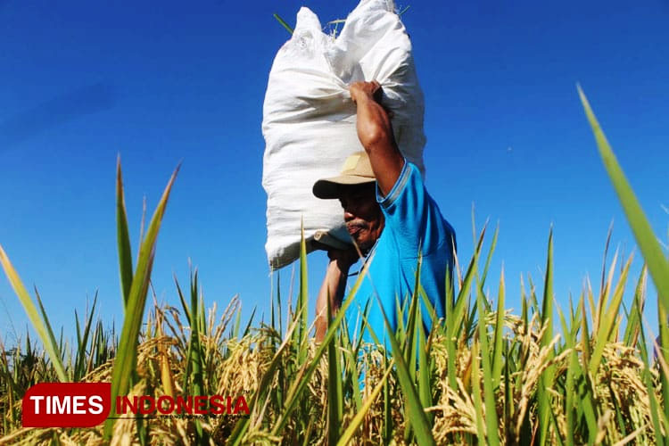 Petani Majalengka Apresiasi Kebijakan Pemkab Tambah Kuota Pupuk untuk Dukung Masa Tanam