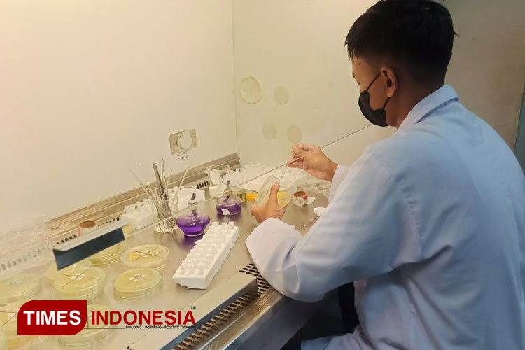Mahasiswa Polije tengah mengamati bakteri simbion rayap di laboratorium. (Foto: Humas Polije)