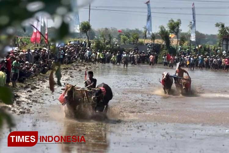 Kerapan Sapi Brujul bersama 220 fotografer dunia di Kota Probolinggo. (Foto: Ryan/TIMES Indonesia)