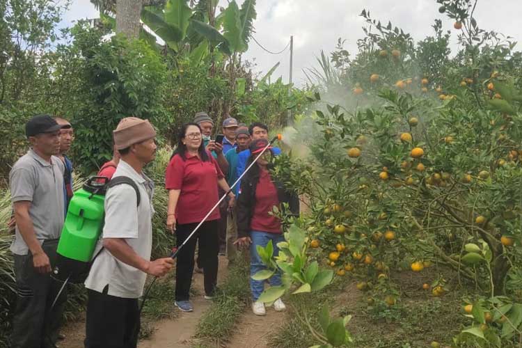 Petani Jeruk di Bali Diminta Prioritaskan Penggunaan Biopestisida, ini Manfaatnya