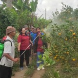 Petani Jeruk di Bali Diminta Prioritaskan Penggunaan Biopestisida, ini Manfaatnya