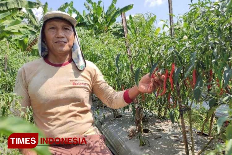 Petani cabai asal Desa Tremas, Arjosari, Pacitan, Fathurrohman menunjukkan tanaman cabai keriting miliknya siap panen. (FOTO: Yusuf Arifai/TIMES Indonesia) 