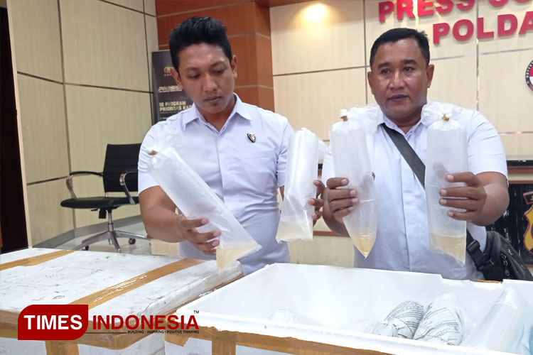Benih-benur-lobster-4-box-2.jpg