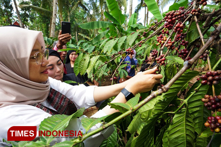 Bupati-Ipuk-memtik-Kopi-Robusta.jpg
