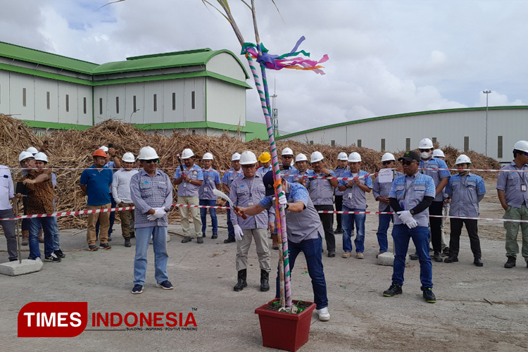 Managing Director PT MSM Budi Hediana saat menebang tebu secara simbolis sekaligus penggilingan tebu.(FOTO: Habibudin/TIMES Indonesia)