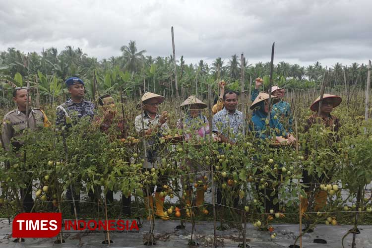 Pj Bupati Morotai Burnawan panen raya tomat di Desa Pilowo. Kamis (1/8/2024). (Foto: Abdul H Husain/TIMES Indonesia)