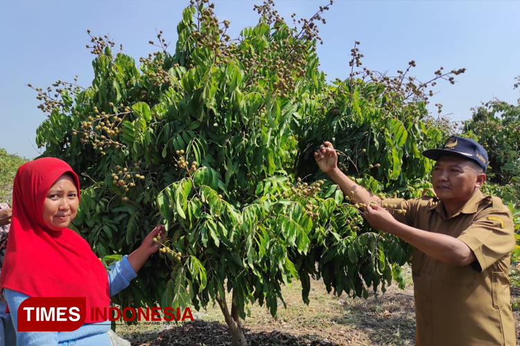 Warga saat mencicipi buah kelengkeng di Wisata Desa Pangalangan Menganti Gresik. (Foto: Akmal/TIMES Indonesia)