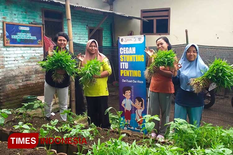 Pendamping program Cegah Stunting AQUA Banyuwangi dari PPM Paradigma, Agus Nur Fahmi memanen sayur di Kebun Gizi Desa Benelan Kidul bersama warga. (Foto: Anggara Cahya/TIMES Indonesia)