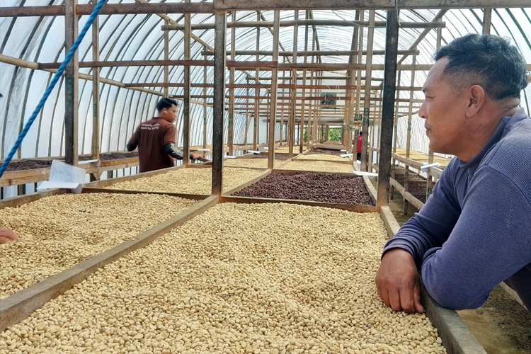 Petani Kopi di Bangli Diingatkan untuk Lestarikan Kopi Arabika Kopyol