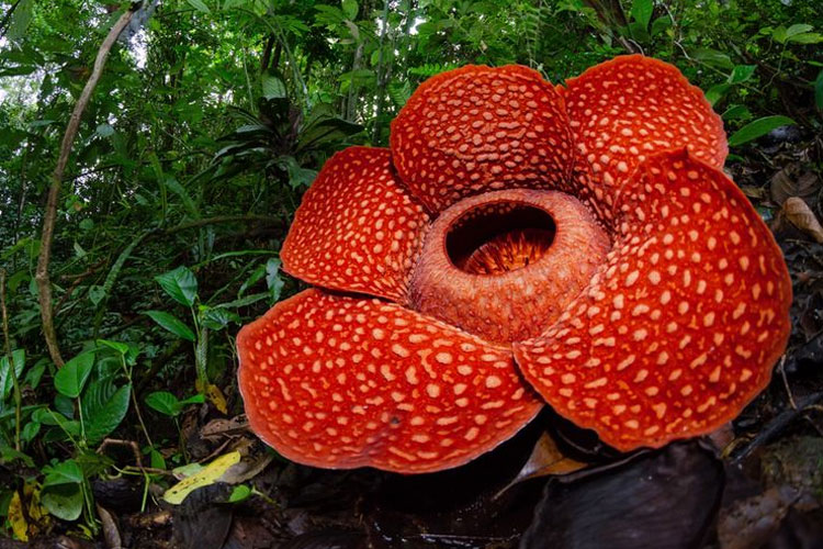 Bunga Rafflesia arnoldii (Foto: Shutterstock/Bpk Maizal)