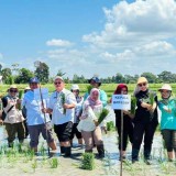 Dukung PAT di Kalsel, Kementan dan Petani Lakukan Tanam Padi Bersama