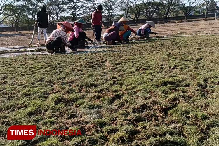 Rumput Stadion Batoro Katong Ponorogo Mulai Ditanam
