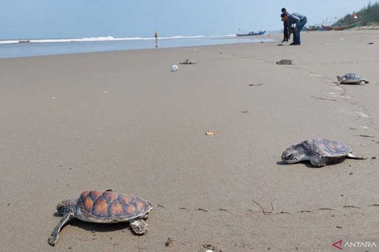 Bengkulu Raises Its Ecotourism with Turtle Conservation in Pekik Nyaring Village