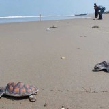 Bengkulu Raises Its Ecotourism with Turtle Conservation in Pekik Nyaring Village