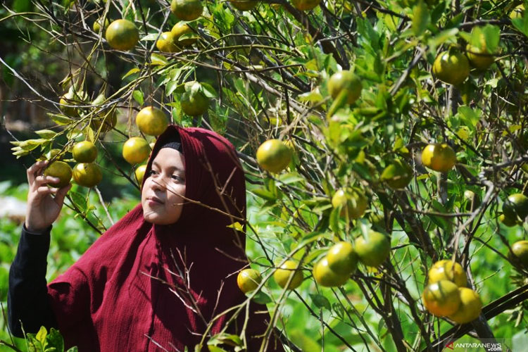 Menikmati Segarnya Buah Berpadu Alam Pedesaan di Wisata Petik Jeruk Bedengan