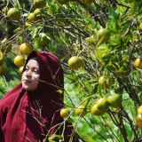 Menikmati Segarnya Buah Berpadu Alam Pedesaan di Wisata Petik Jeruk Bedengan