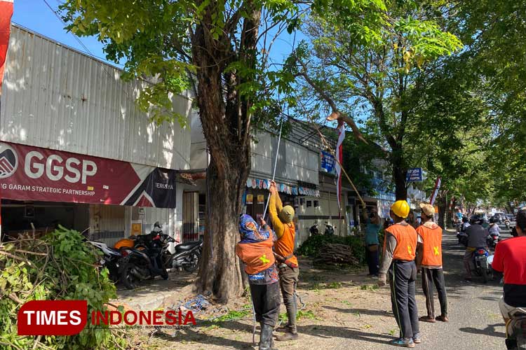 Dinas PUCKPP Pemkab Banyuwangi Pangkas Batang dan Ranting Pohon Demi Keselamatan Pengendara