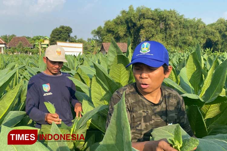 Petani Tembakau di Jombang Curhat: Hasil Panen Bagus Harga Terjun