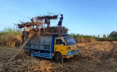 Upaya Meningkatkan Swasembada Gula Nasional