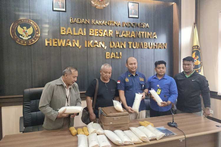 Bea Cukai dan Karantina Bali Gagalkan Penyelundupan Benih Bening Lobster Senilai 3 Miliar