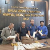 Bea Cukai dan Karantina Bali Gagalkan Penyelundupan Benih Bening Lobster Senilai 3 Miliar