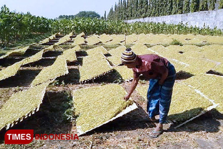 Harga Tembakau Probolinggo Rp 65 Ribu, Gudang Belum Buka, Begini Kata DPRD