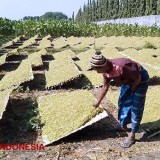 Harga Tembakau Probolinggo Rp 65 Ribu, Gudang Belum Buka, Begini Kata DPRD