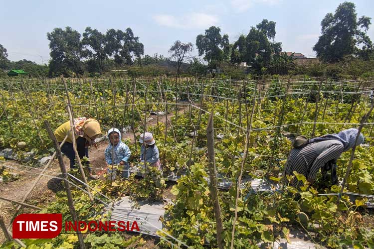 Discover the Charm of Petik Melon Agro-Tourism in Balongwono Village