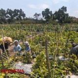 Discover the Charm of Petik Melon Agro-Tourism in Balongwono Village