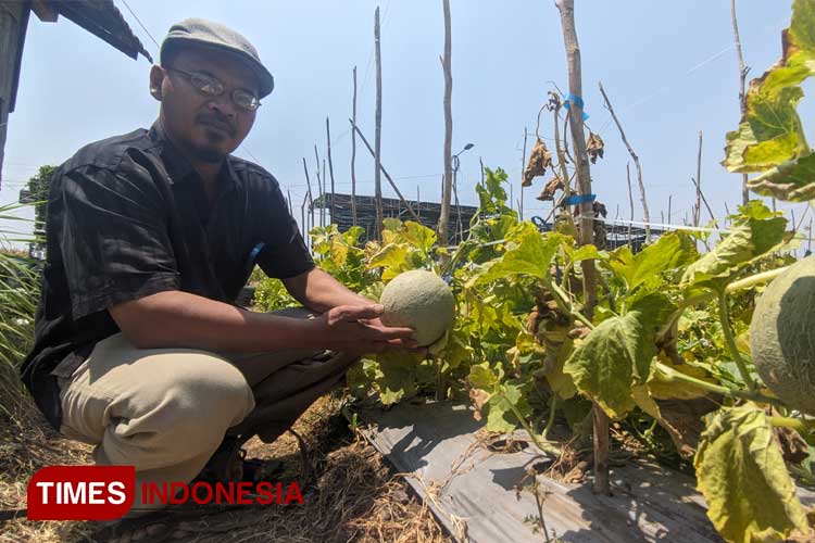 Menikmati Sensasi Petik Melon di Desa Balongwono Mojokerto