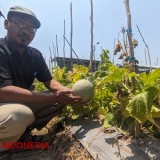 Menikmati Sensasi Petik Melon di Desa Balongwono Mojokerto