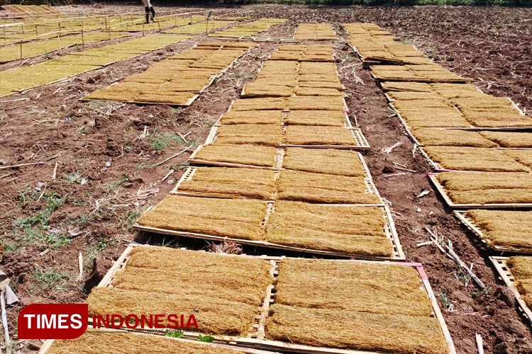 Kondisi tembakau rajang milik petani di Wringin Bondowoso tidak kering merata shingga membuat harganya turun (FOTO: Moh Bahri/TIMES Indonesia)