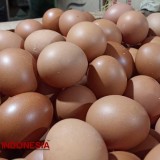 Memasuki Bulan Maulid, Harga Telur di Banyuwangi Melambung