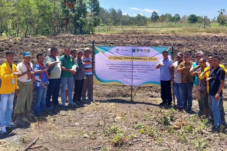 Dosen FP UB Kembangkan Jagung Raja R7, Produktivitas Capai 16 Ton per Hektare