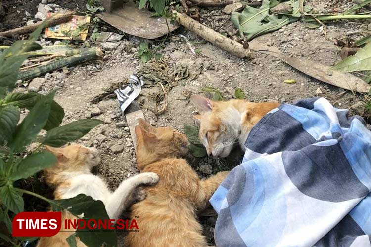 Belasan Kucing Mati Massal di Kota Malang, Diduga Diracun