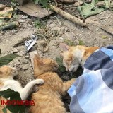 Belasan Kucing Mati Massal di Kota Malang, Diduga Diracun