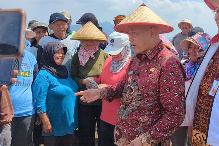 Didukung Pola Kemitraan, Panen Kentang di Malang Capai 2.500 Ton