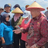 Didukung Pola Kemitraan, Panen Kentang di Malang Capai 2.500 Ton