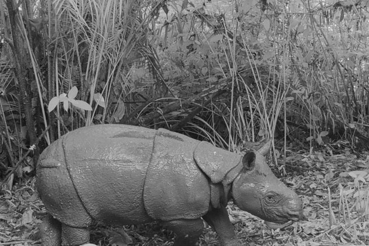 Taman Nasional Ujung Kulon Umumkan Kelahiran Anak Badak Jawa